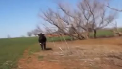 Vaca perturbada atacou o homem com a câmera 7