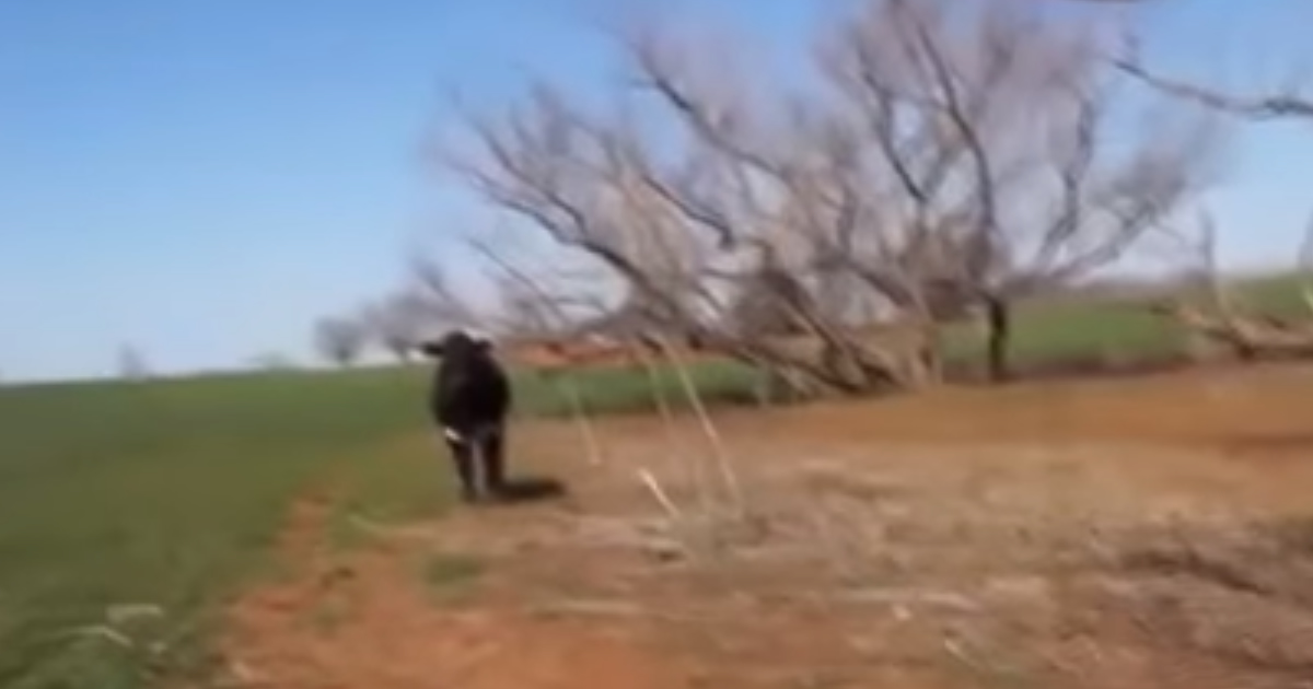 Vaca perturbada atacou o homem com a câmera