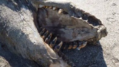 Criatura estranha encontrada numa praia da Nova Zelândia 9