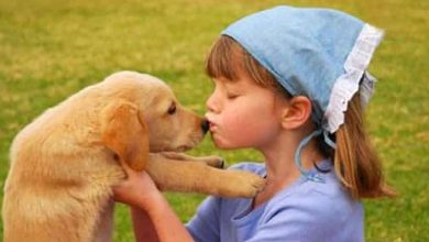 7 fatos sobre cachorros que você provavelmente ainda não conhecia 6