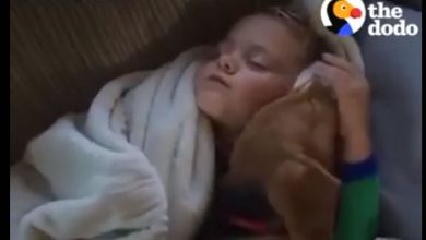 O melhor amigo de uma criança 6