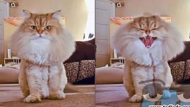 Plaquinhas divertidas #34 5