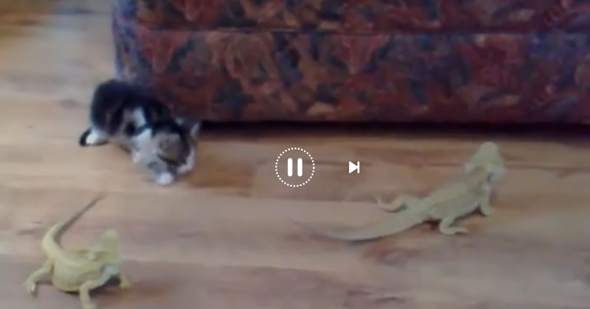 Susto épico do gatinho