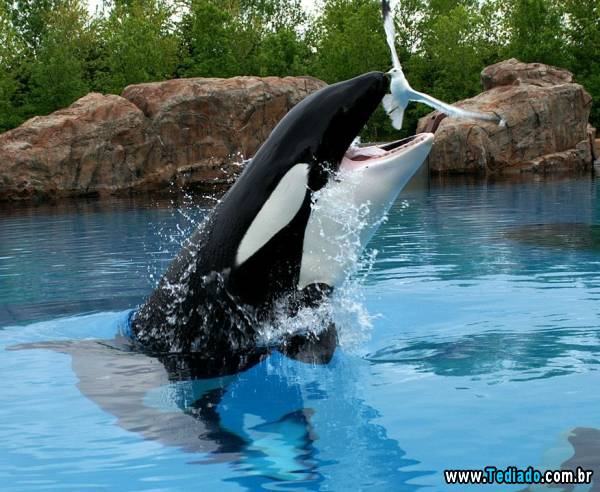 PUBLISHED by catsmob.com