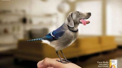 Publicidade criativa envolvendo animais (23 fotos) 8