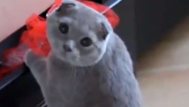 Gatinho é flagrado roubando algo de uma gaveta e faz cara de culpado 10