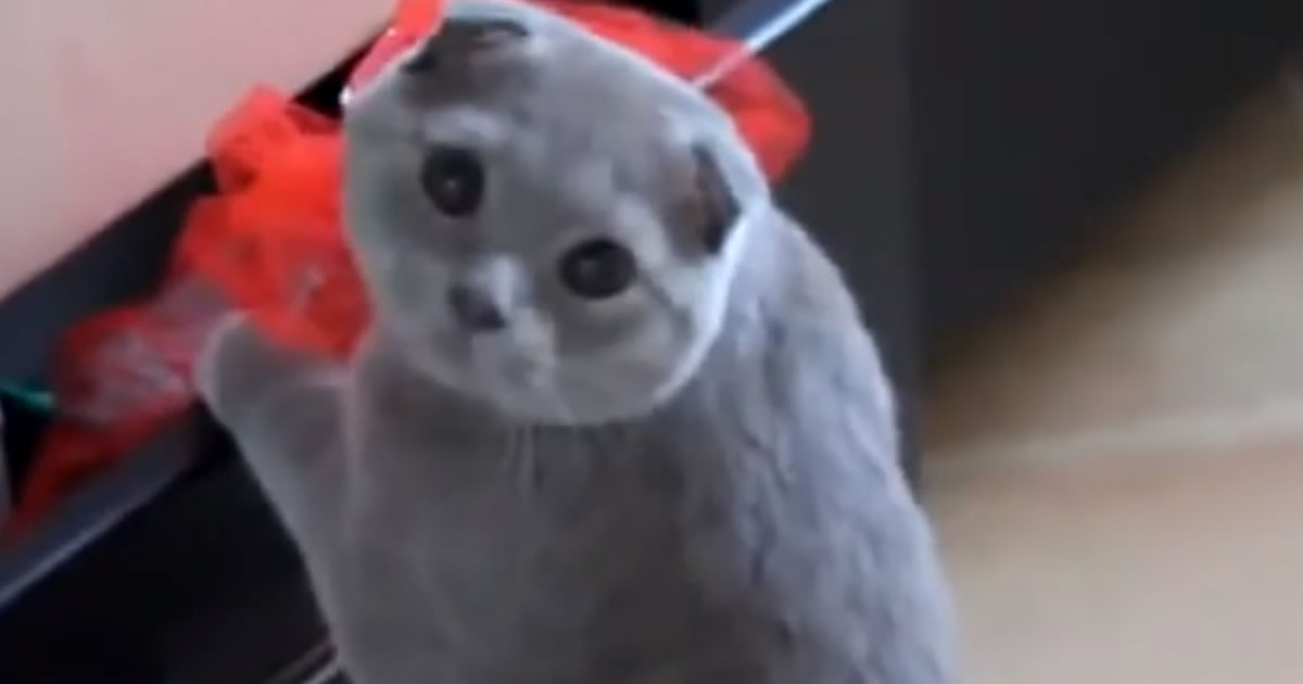 Gatinho é flagrado roubando algo de uma gaveta e faz cara de culpado