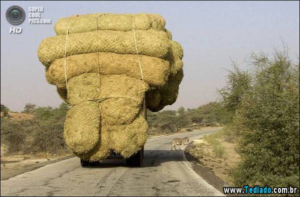 mestre_transporte_15