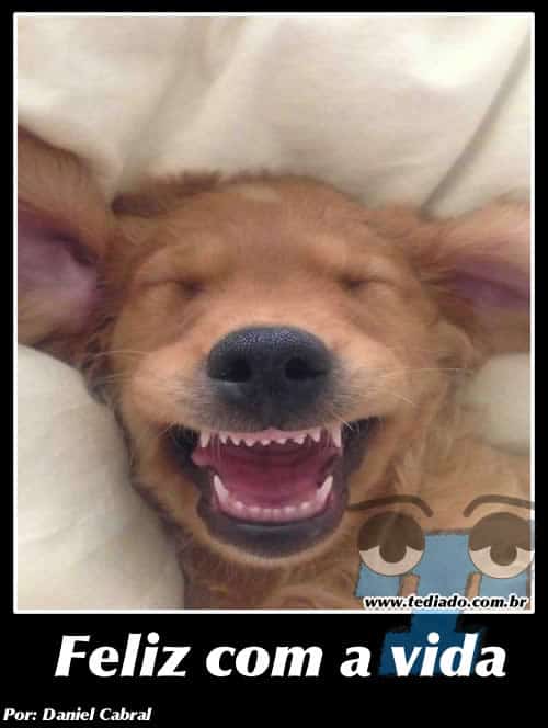 plaquinhas_legais_01