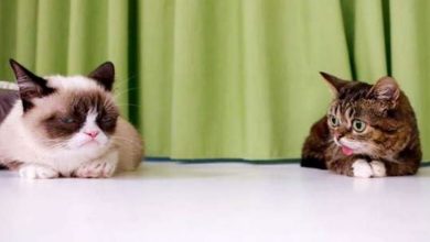 Animais bonitos e engraçados (21 fotos) 25