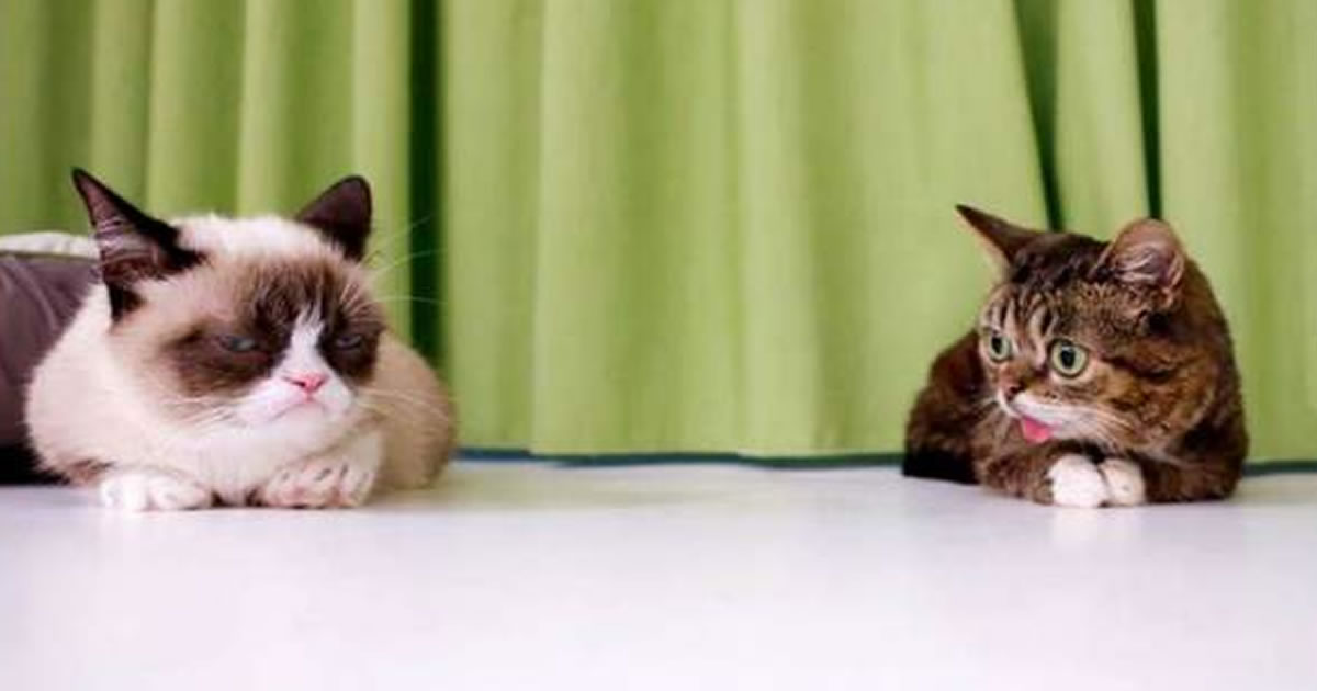 Animais bonitos e engraçados (21 fotos)
