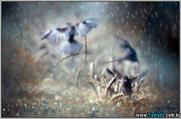 belas_fotos_chuva_11