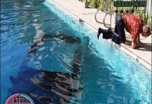 GTA na vida real (19 fotos) 8