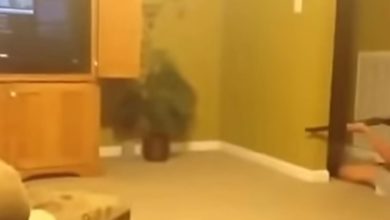 Como matar um rato com uma espingarda 5