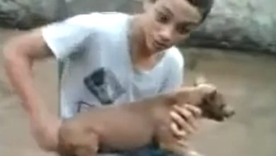 O cachorro Beyblade 7