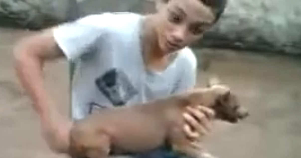 O cachorro Beyblade
