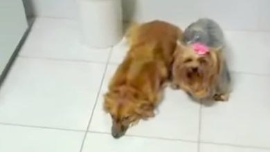 Cadelinha dedo duro 5