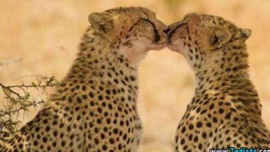 Divirta-se sobre os momentos agradáveis ​​da vida (16 fotos) 38