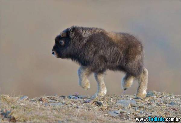 fotos_impressionantes_06