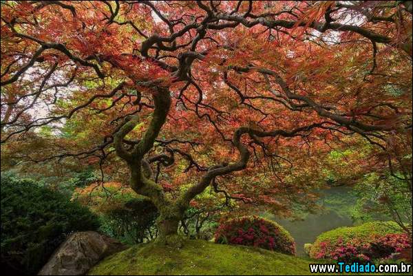 fotos_impressionantes_07