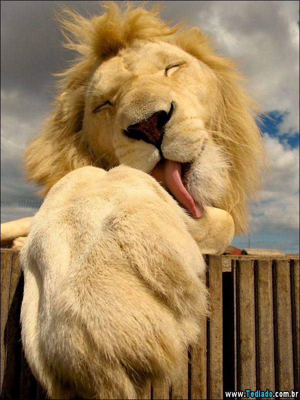 fotos_impressionantes_09