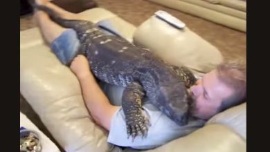 Homem que tem um dragão de Komodo de estimação 9