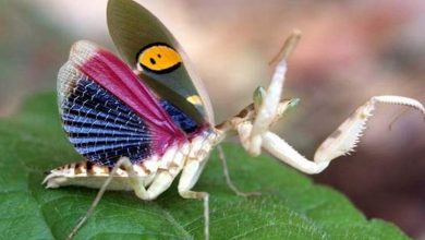 Lindas fotos de insetos (20 fotos) 33