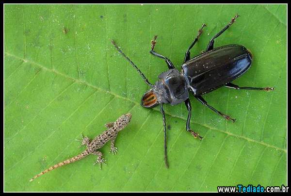 lindas_fotos_de_insetos_04