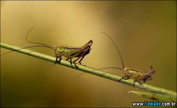 lindas_fotos_de_insetos_05