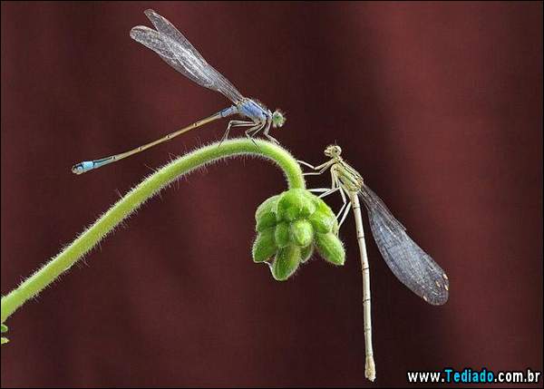 lindas_fotos_de_insetos_10