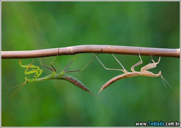 lindas_fotos_de_insetos_13