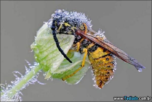 lindas_fotos_de_insetos_17