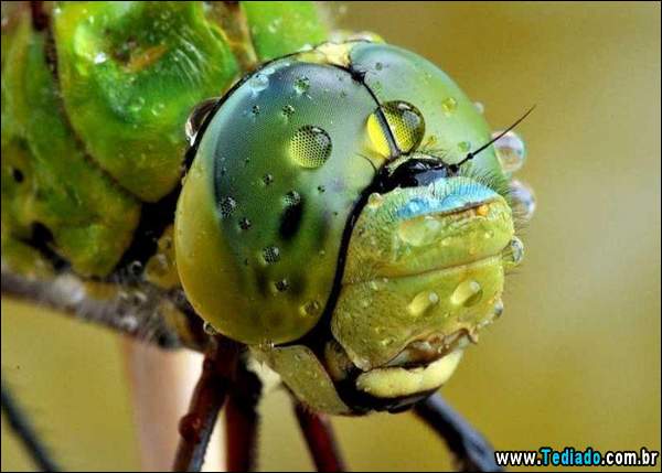 lindas_fotos_de_insetos_19