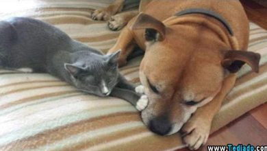 Animais bonitos (28 fotos) 29