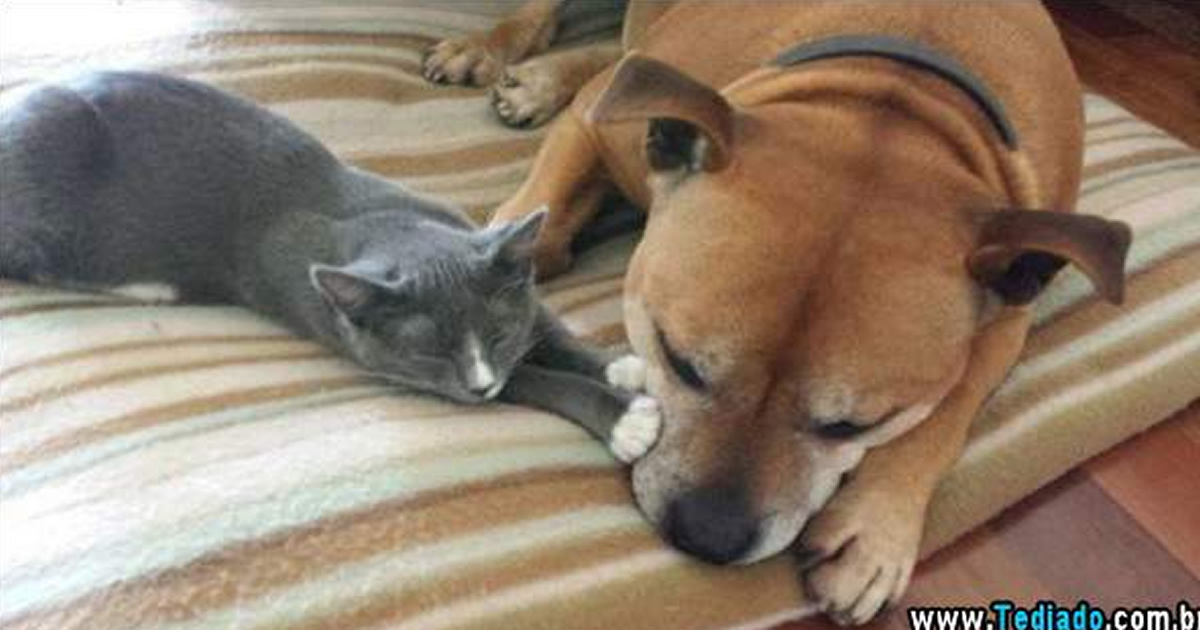 Animais bonitos (28 fotos)