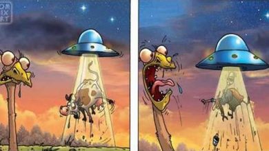 As Aventura do Avestruz 11