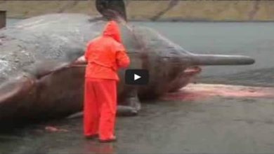 Cachalote explosão de uma barriga de uma baleia 5