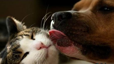 Belas fotos (38 fotos) 30