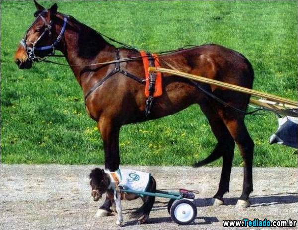 que_diabo_esta_acantecendo_11