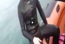 Rapaz empurra amigo em cima de tubarão no mar 38