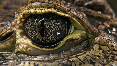 Top 10 - Origens de expressões populares que você utiliza no cotidiano 10