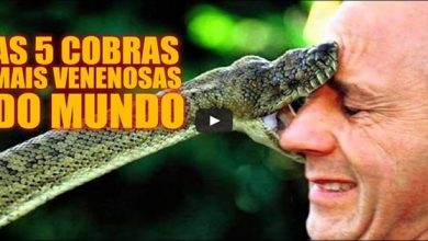 As 5 cobras mais venenosas do mundo 2