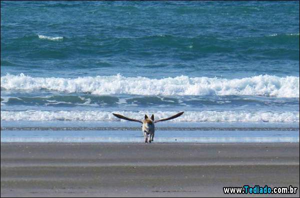 fotos_interessantes_20