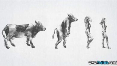 A evolução da humanidade (23 fotos) 10