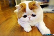 Gatos tristes (13 fotos) 1