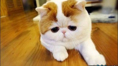 Gatos tristes (13 fotos) 1