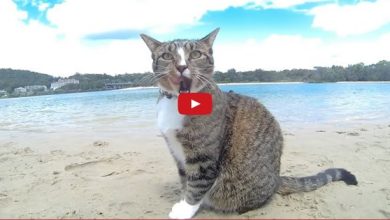 Na praia com 12 cachorros e 1 gato 10