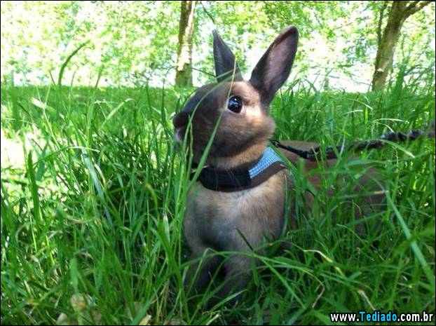 PUBLISHED by catsmob.com