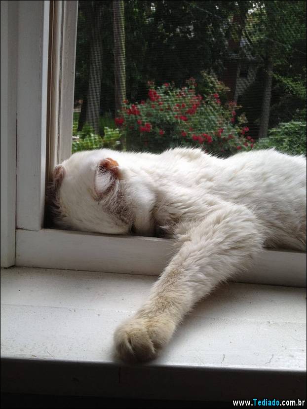 PUBLISHED by catsmob.com