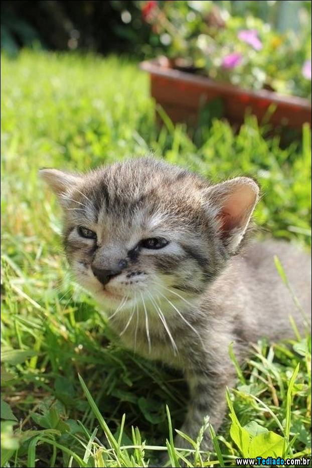 PUBLISHED by catsmob.com